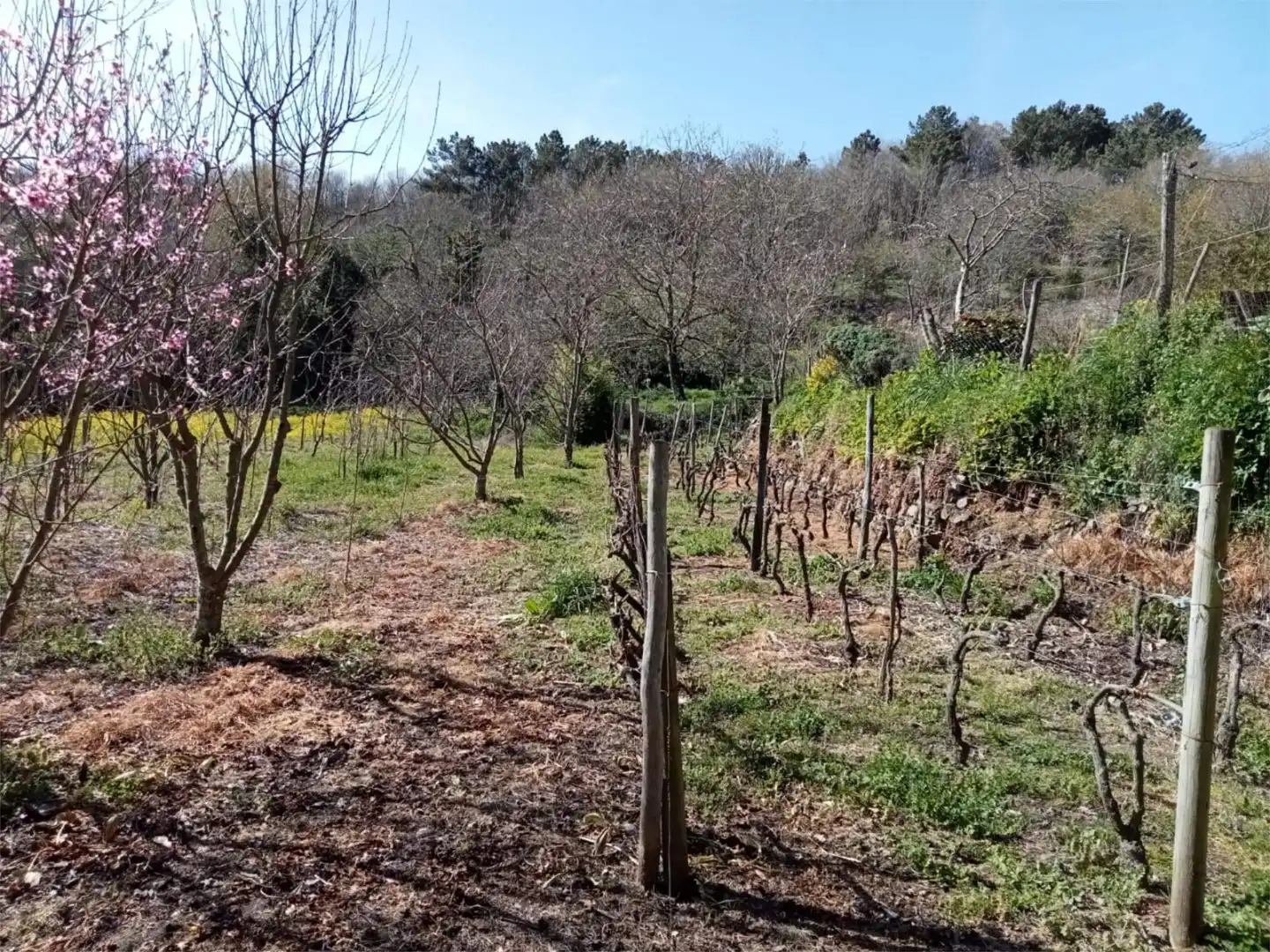Detached homes for sale in O Saviñao 