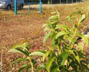 Finca rústica en venda en Ponferrada