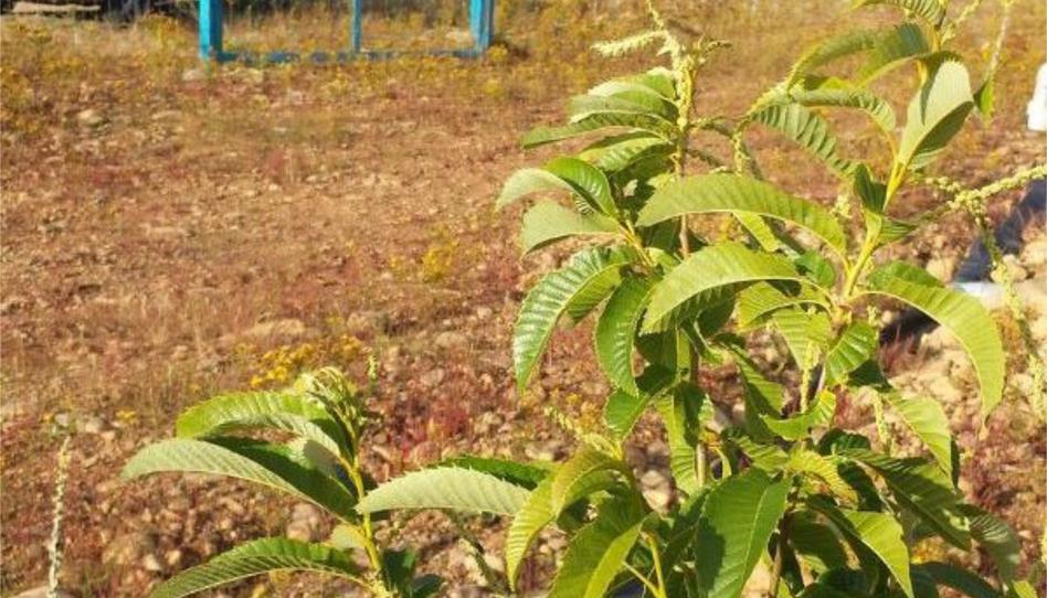 Foto 1 de Finca rústica en venda a Lugar Dehesas, 323, Flores de Sil - La Placa, León