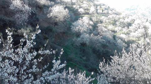 Land for sale in Olías, Málaga - image 4 Photo 4 of Land for sale in Olías, Málaga