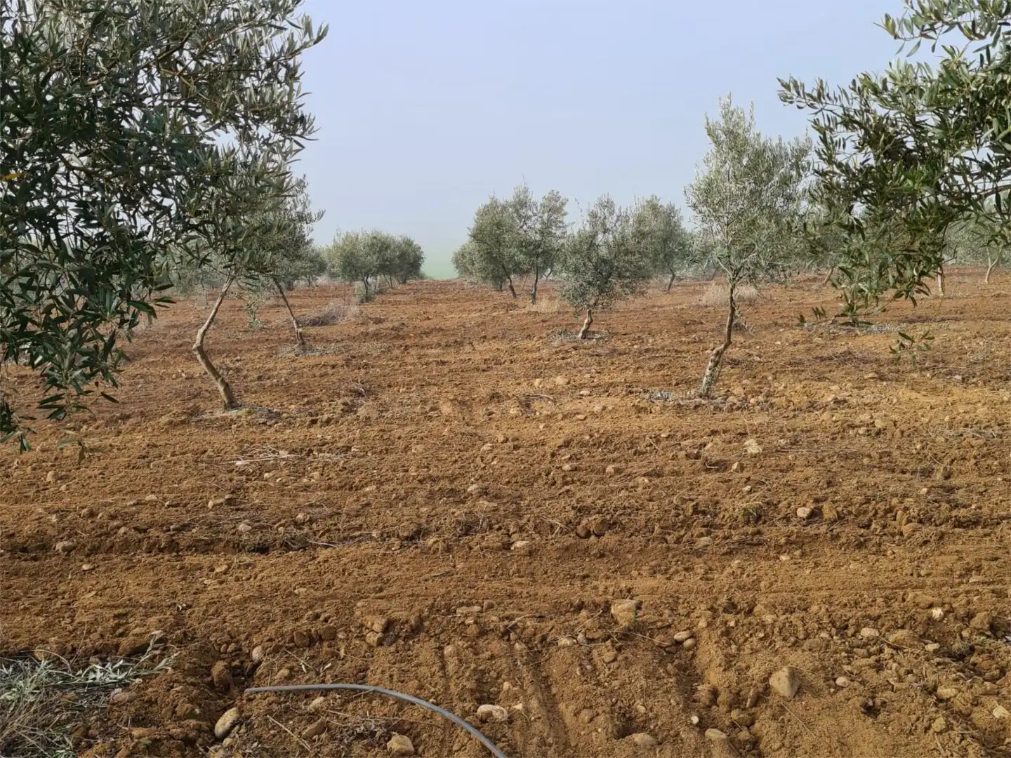 Finca rústica en venta en Peñarroya-Pueblonuevo con Jardín privado, Terraza y Trastero