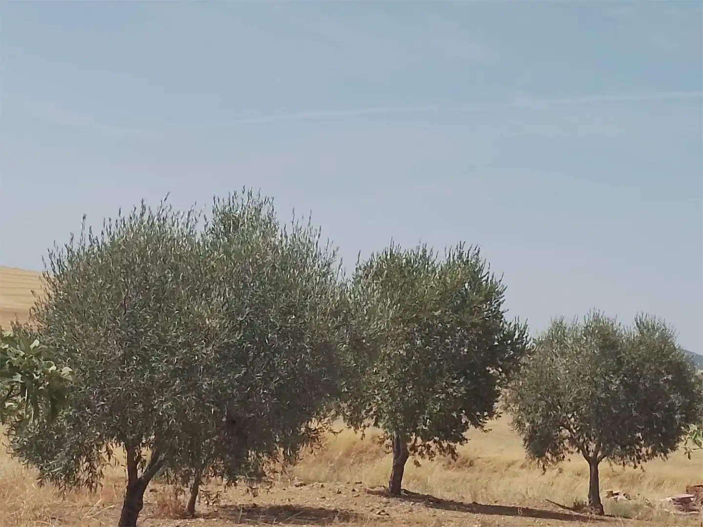 Finca rústica en venta en Peñarroya-Pueblonuevo con Jardín privado, Terraza y Trastero