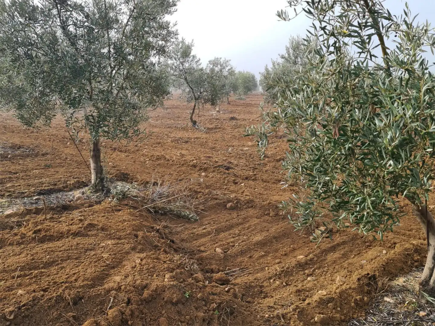 Finca rústica en venta en Peñarroya-Pueblonuevo con Jardín privado, Terraza y Trastero
