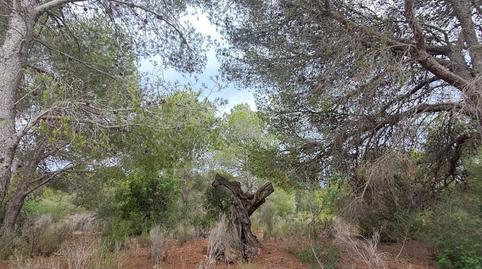 Photo 4 of Land for sale in Vial Camino, 48b, Calafat, Tarragona