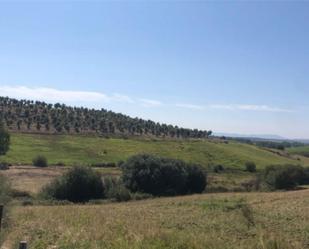 Land for sale in Calzadilla