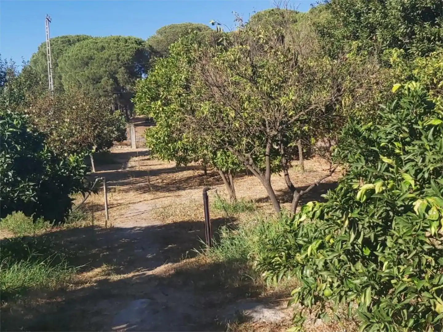 Land for sale in Bonares  with Air Conditioner, Heating and Storage room