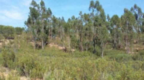 Foto 2 de No Urbanitzable en venda a Calle Francisco Delgado Alonso, 37, El Madroño, Sevilla