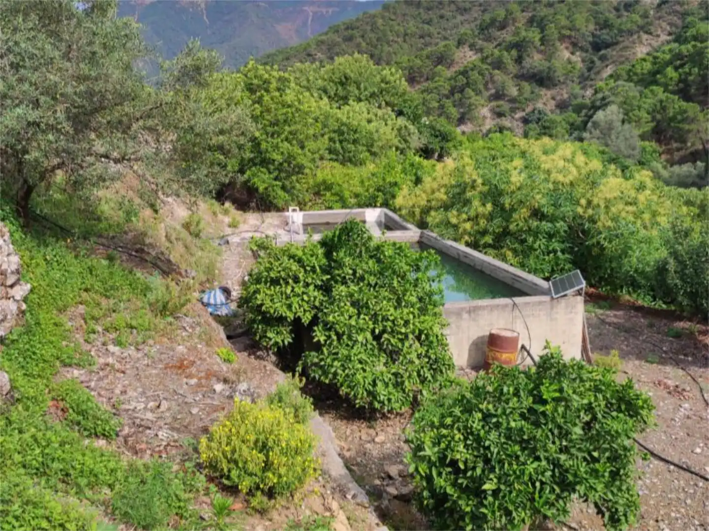Finca rústica en venta en Istán Piscina de Finca rústica en venta en Istán
