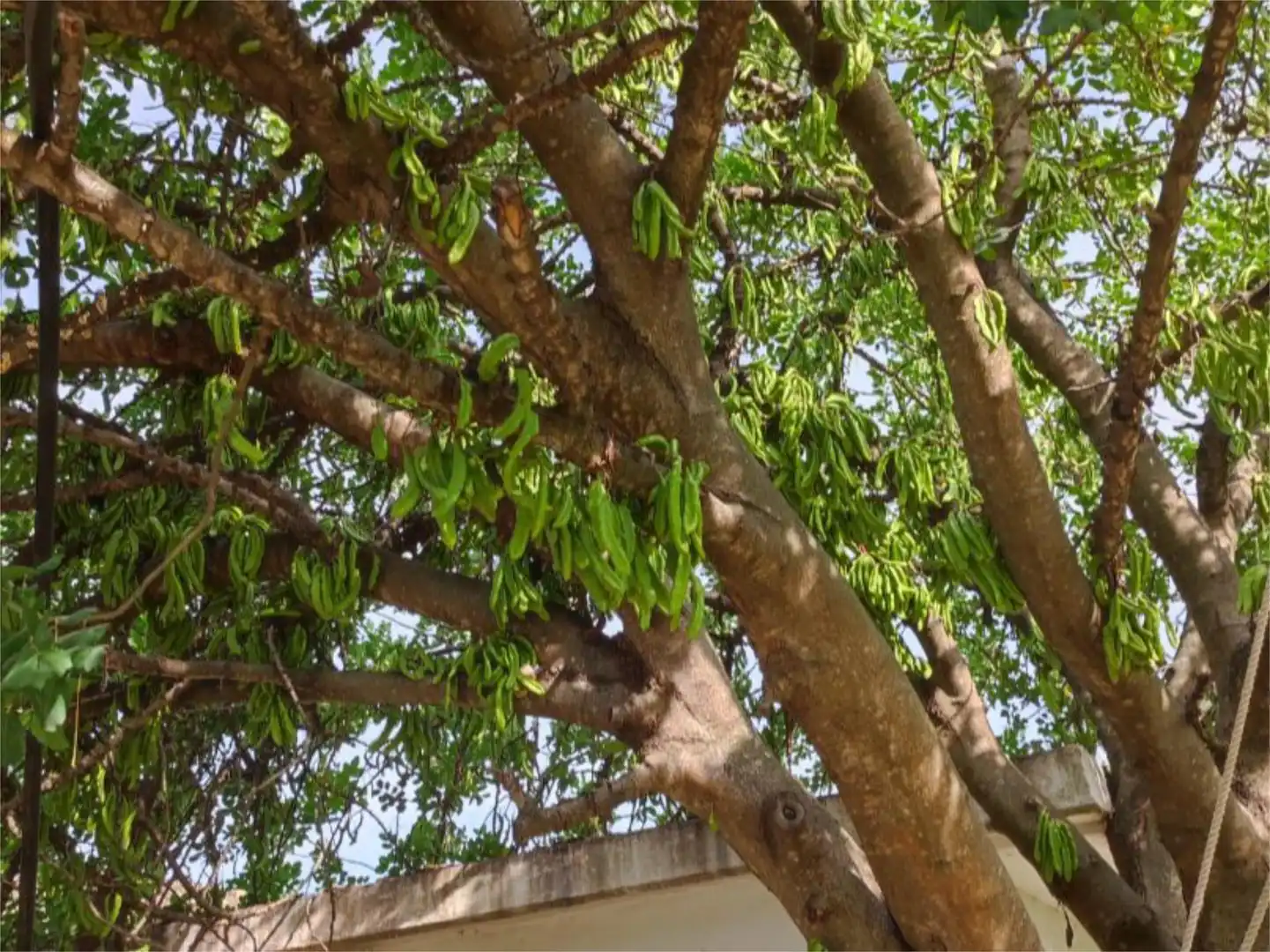 Finca rústica en venta en Istán Jardín de Finca rústica en venta en Istán