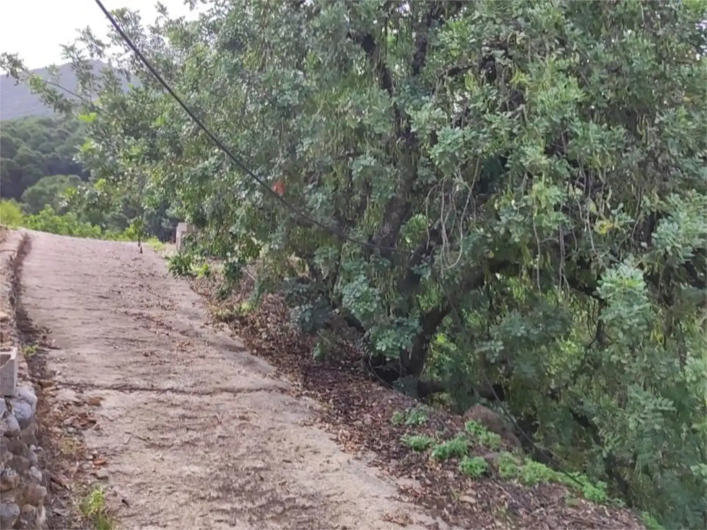 Finca rústica en venta en Istán Finca rústica en venta en Istán