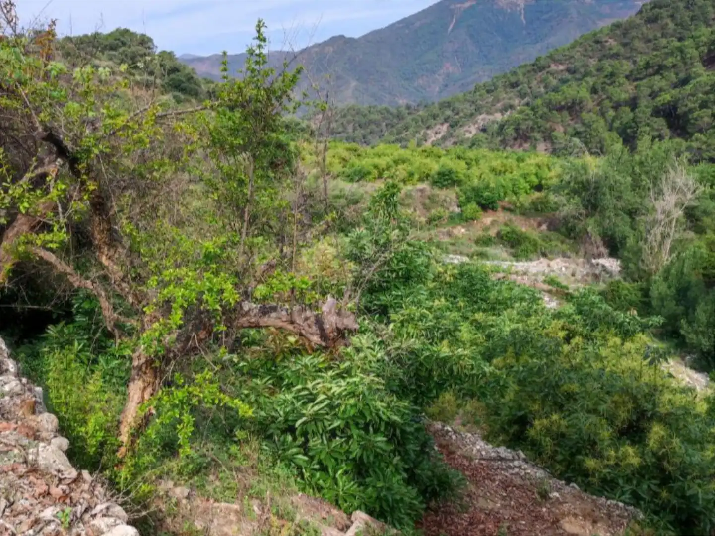 Finca rústica en venta en Istán Finca rústica en venta en Istán