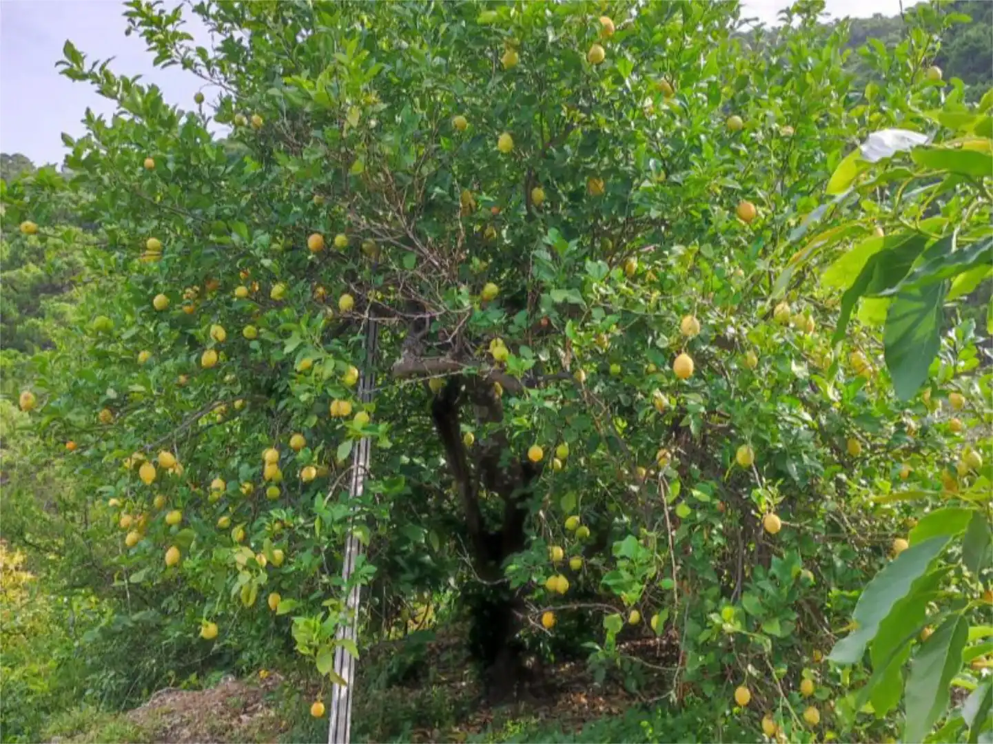 Finca rústica en venta en Istán Jardín de Finca rústica en venta en Istán