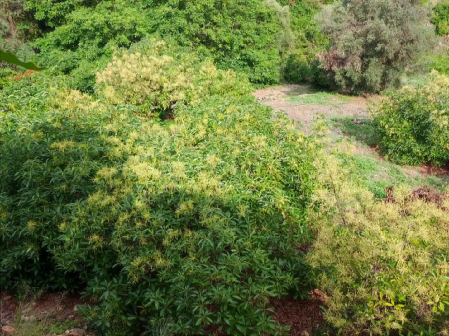Finca rústica en venta en Istán Finca rústica en venta en Istán