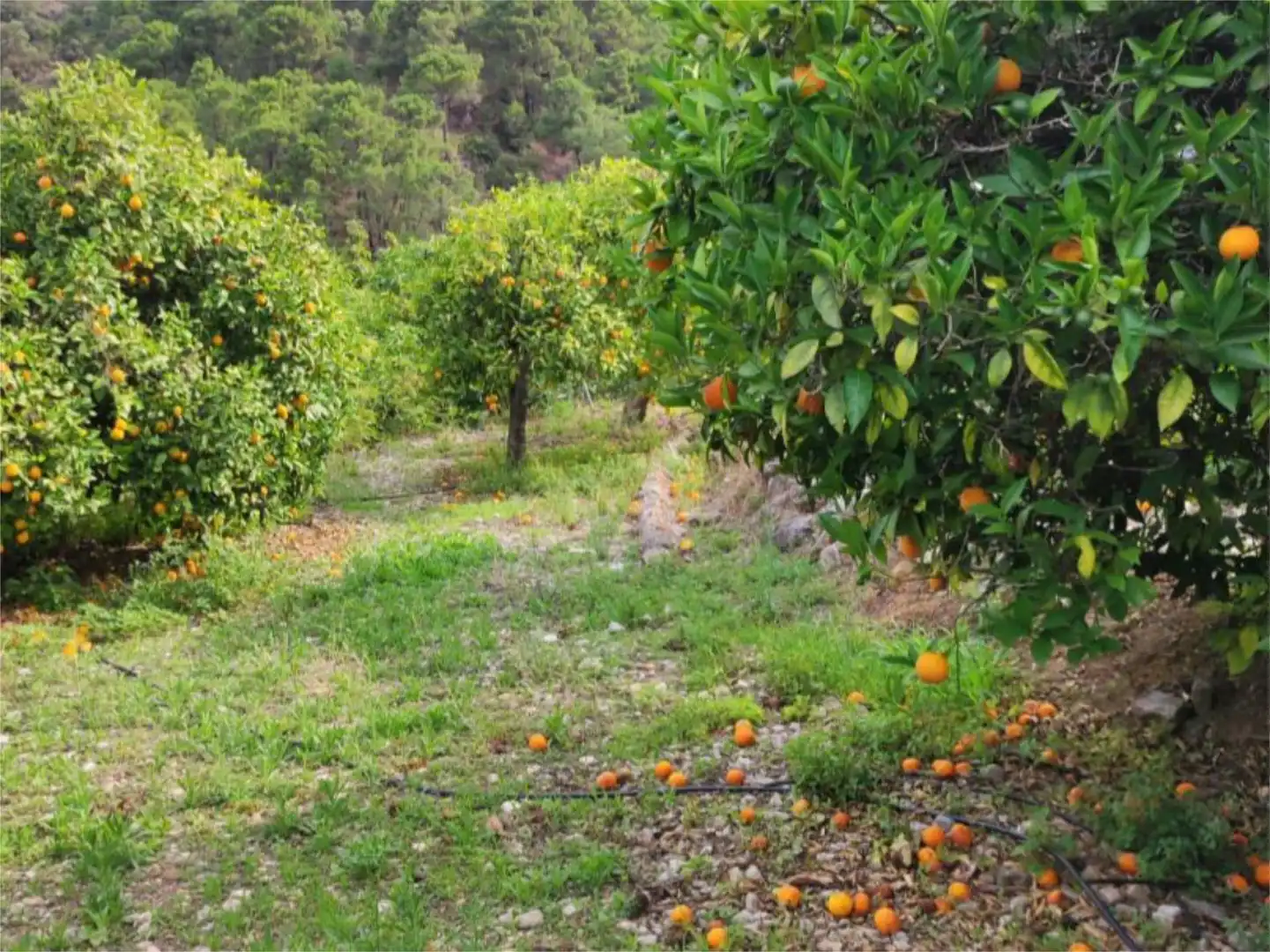 Finca rústica en venta en Istán Jardín de Finca rústica en venta en Istán
