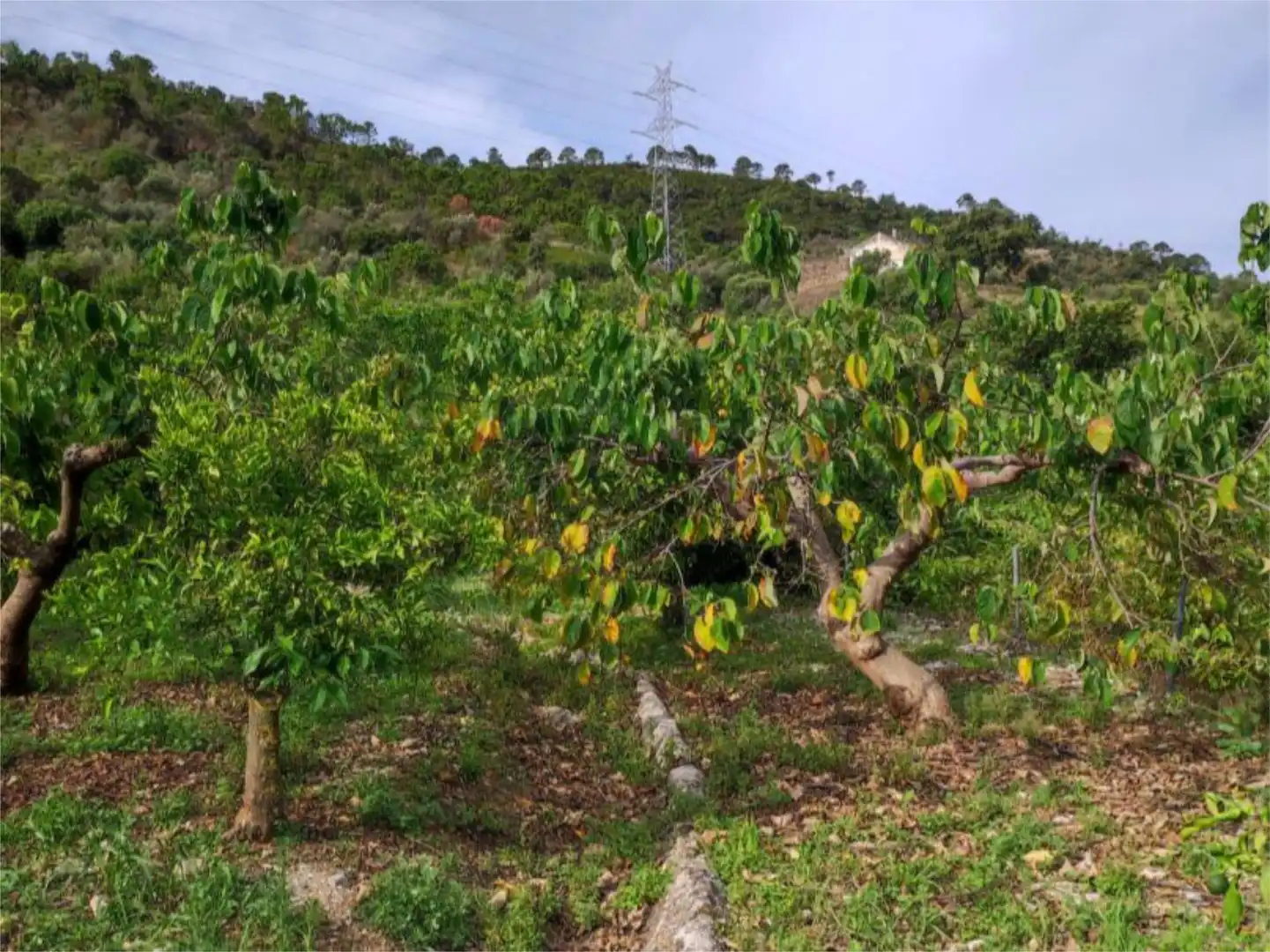 Finca rústica en venta en Istán Finca rústica en venta en Istán