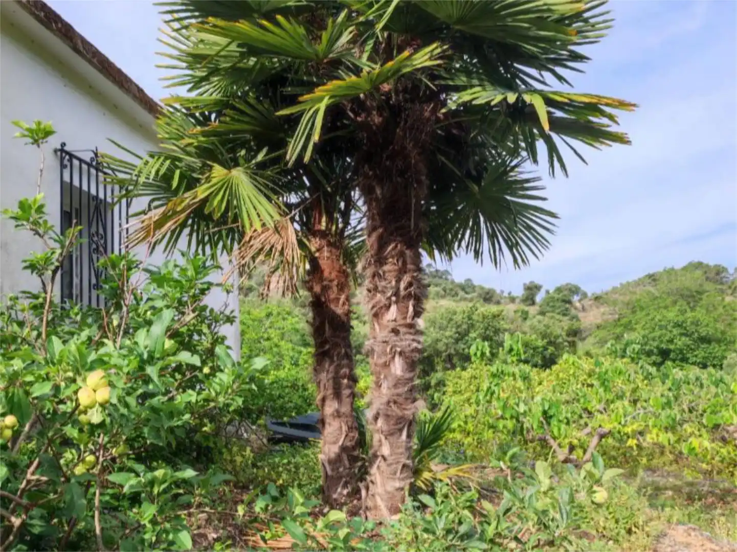 Finca rústica en venta en Istán Jardín de Finca rústica en venta en Istán