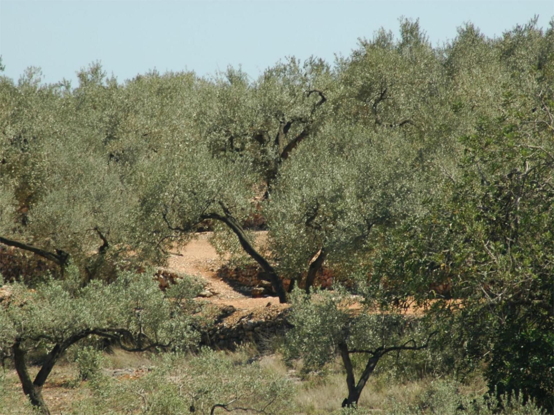 Country house for sale in 