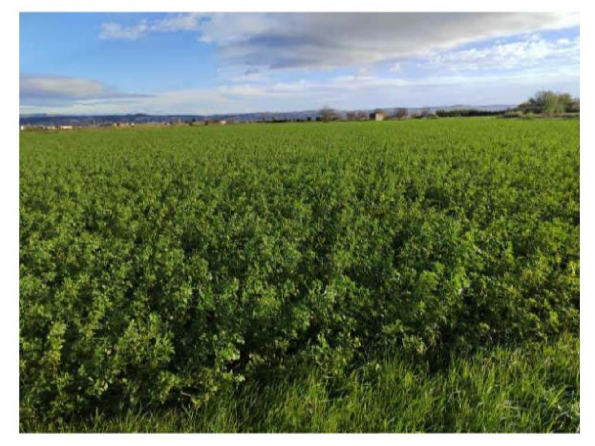 Land for sale in Alagón