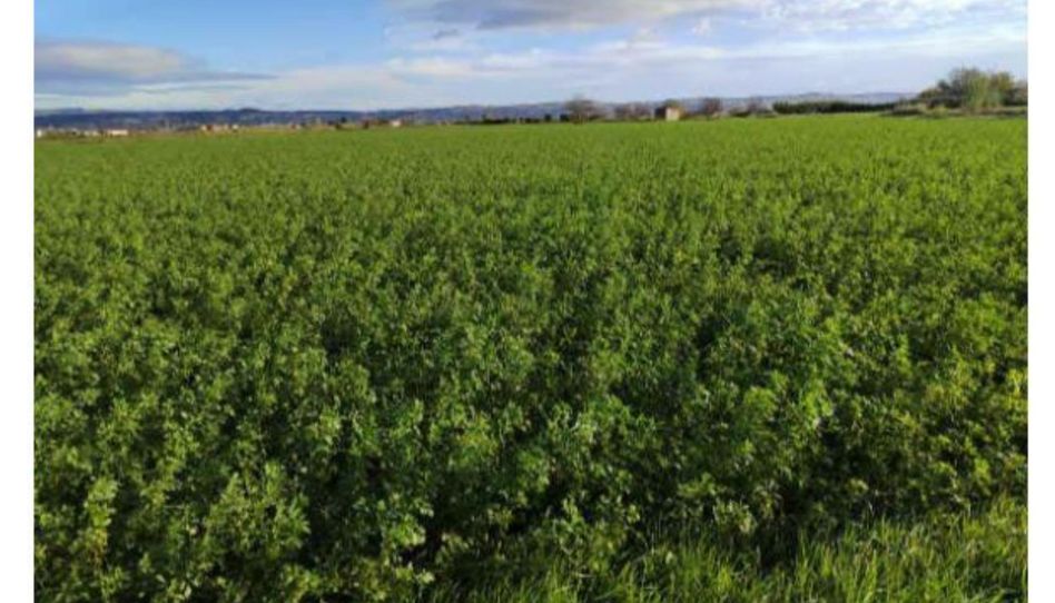 Terreno en venta en Alagón, Zaragoza - imagen 1 Foto 1 de Terreno en venta en Alagón, Zaragoza