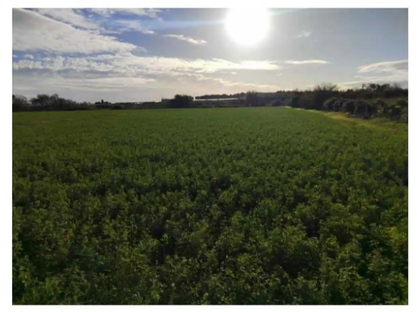 Terreno en venta en Alagón Terreno en venta en Alagón