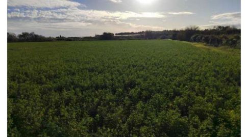 Terreno en venta en Alagón, Zaragoza - imagen 4 Foto 4 de Terreno en venta en Alagón, Zaragoza