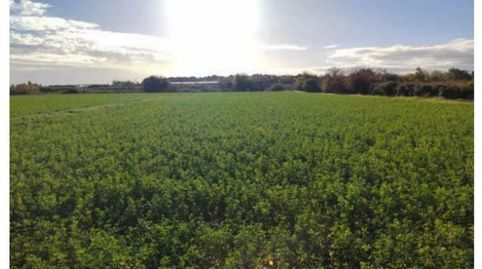 Terreno en venta en Alagón, Zaragoza - imagen 5 Foto 5 de Terreno en venta en Alagón, Zaragoza