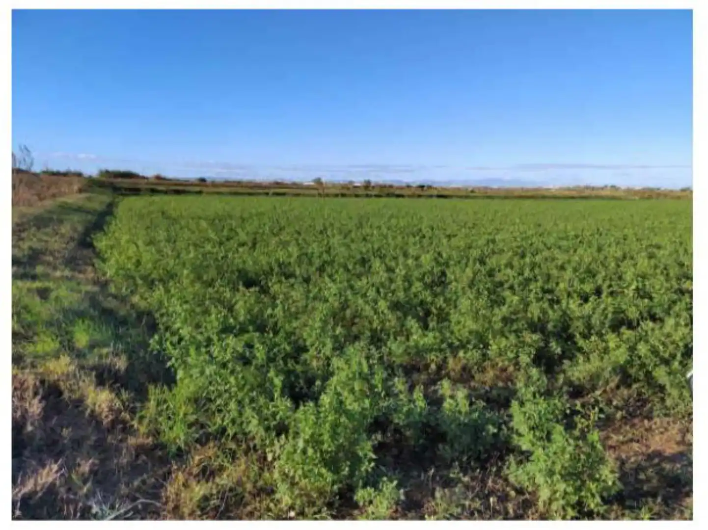 Terreno en venta en Alagón Terreno en venta en Alagón