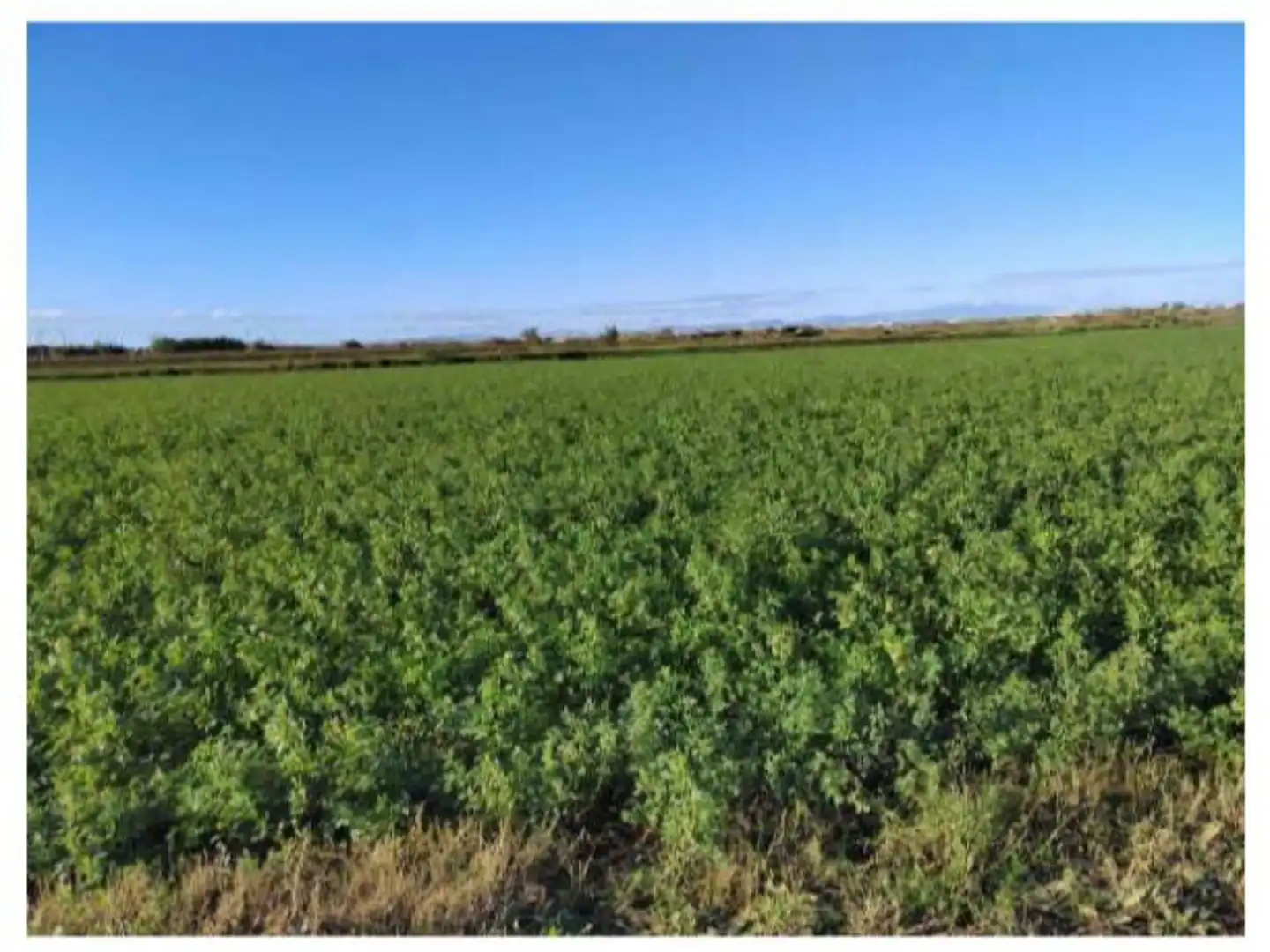 Terreno en venta en Alagón Terreno en venta en Alagón