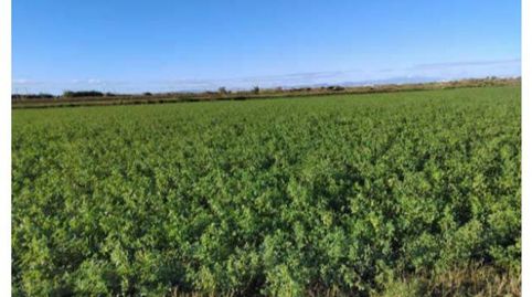 Terreno en venta en Alagón, Zaragoza - imagen 3 Foto 3 de Terreno en venta en Alagón, Zaragoza