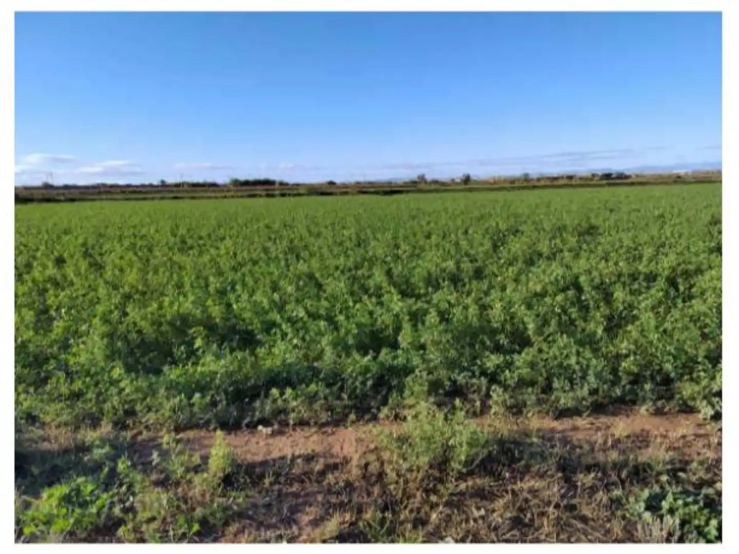 Terreno en venta en Alagón Terreno en venta en Alagón