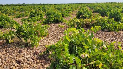 Terreno en venta en El Toboso, Toledo - imagen 3 Foto 3 de Terreno en venta en El Toboso, Toledo