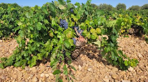 Terreno en venta en El Toboso, Toledo - imagen 4 Foto 4 de Terreno en venta en El Toboso, Toledo