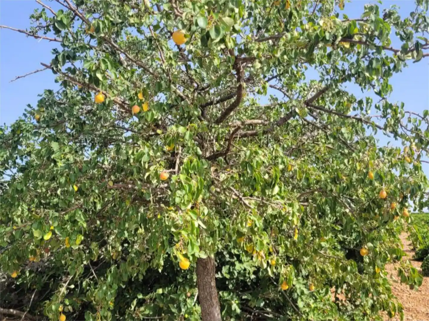 Grundstücke zum Verkauf in El Toboso Garten von Grundstücke zum Verkauf in El Toboso