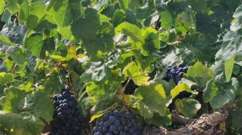 Terreno en venta en El Toboso, Toledo - imagen 5 Foto 5 de Terreno en venta en El Toboso, Toledo