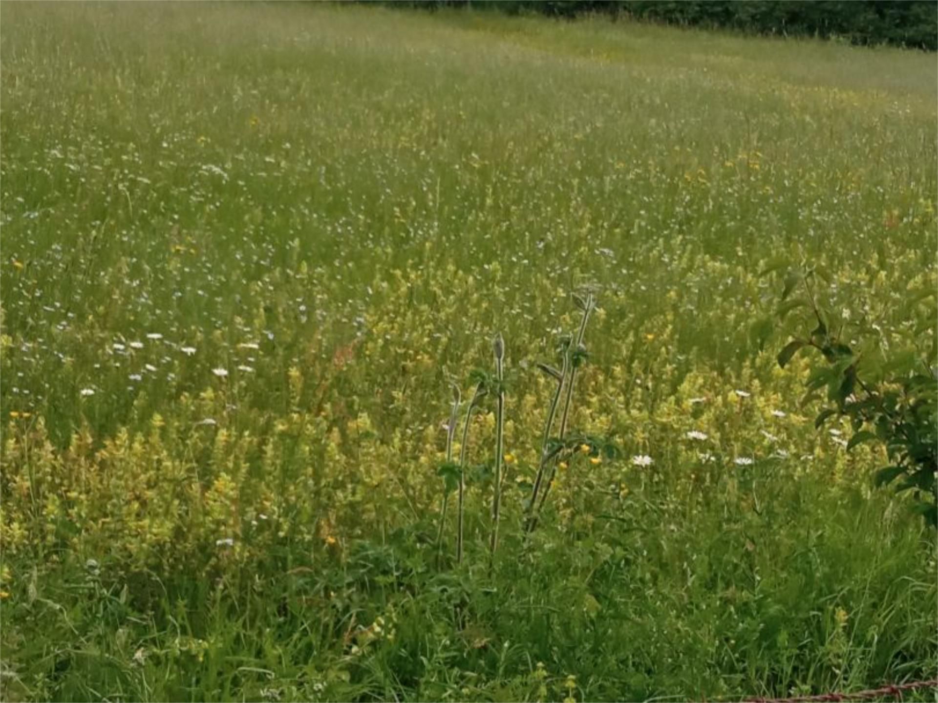 Land for sale in Bakaiku