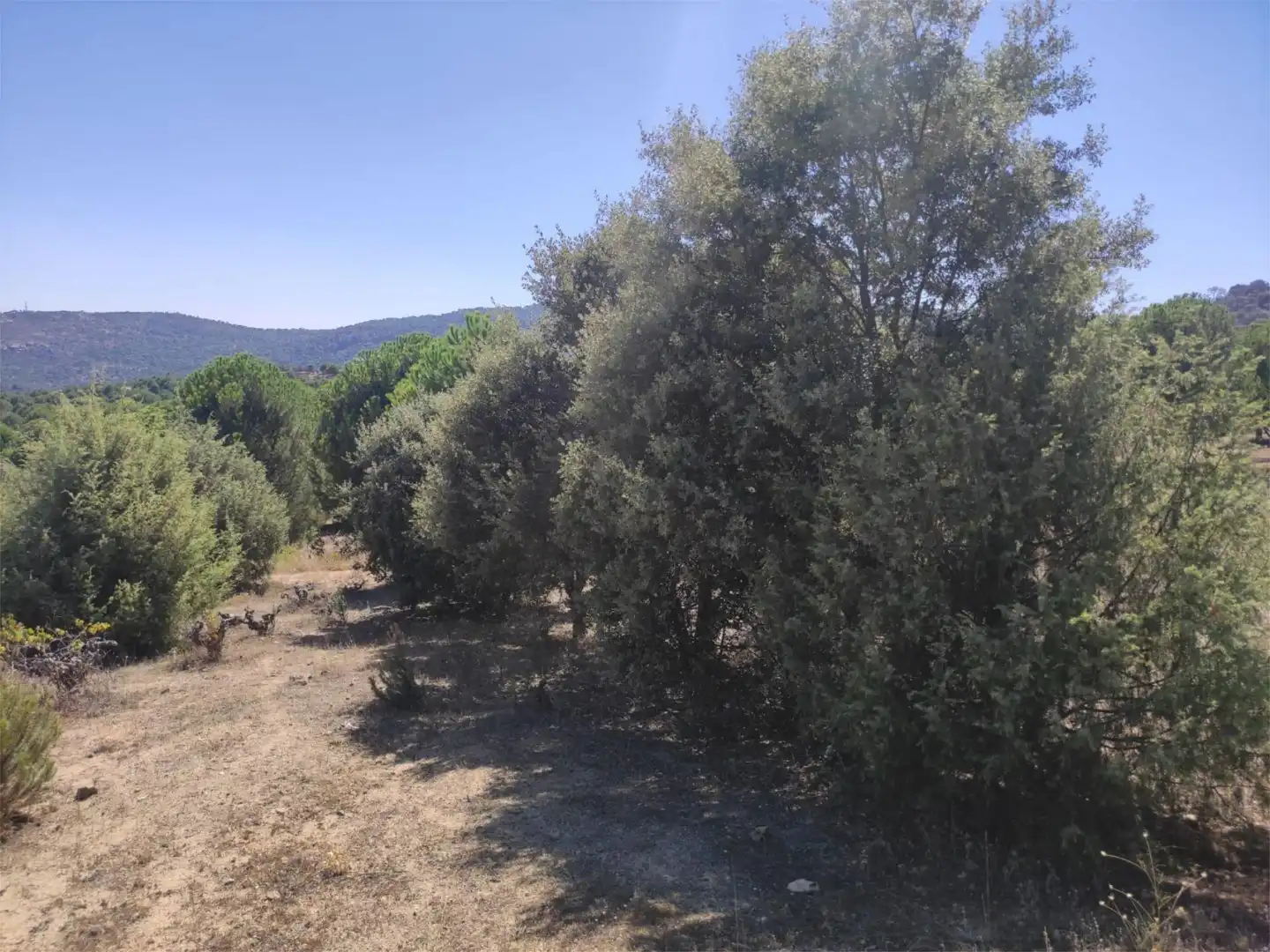 Finca rústica en venda en El Hoyo de Pinares 