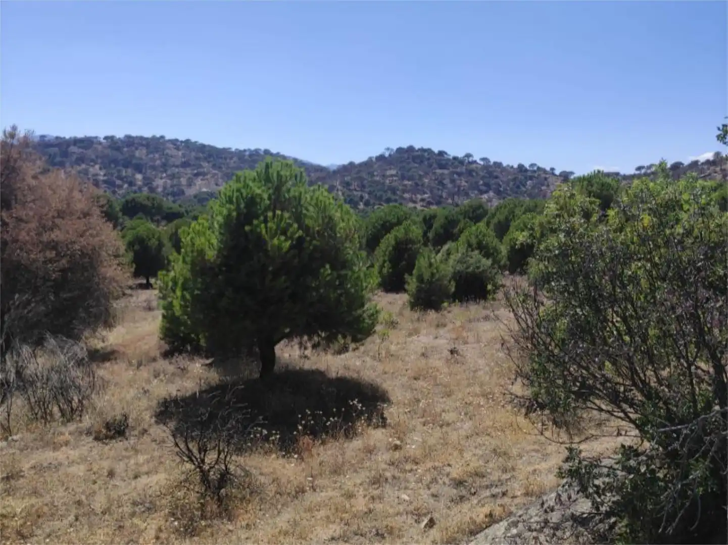 Finca rústica en venda en El Hoyo de Pinares 