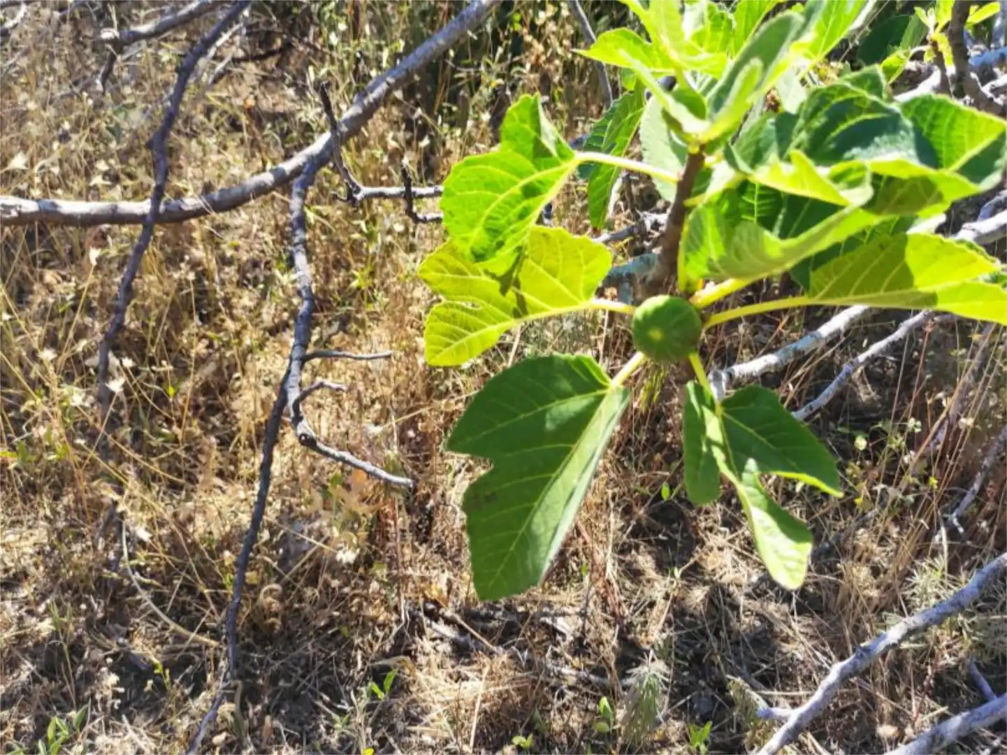 Jardí de Finca rústica en venda en El Hoyo de Pinares 