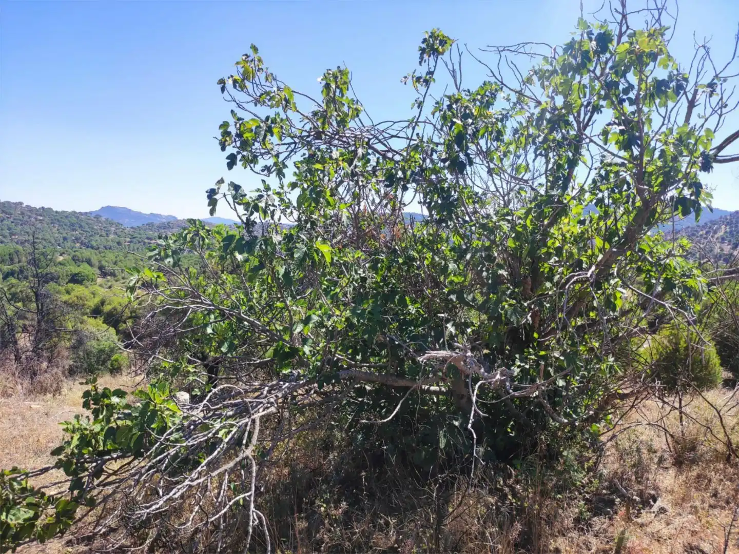 Finca rústica en venda en El Hoyo de Pinares 
