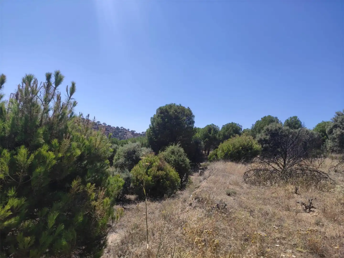 Finca rústica en venda en El Hoyo de Pinares 
