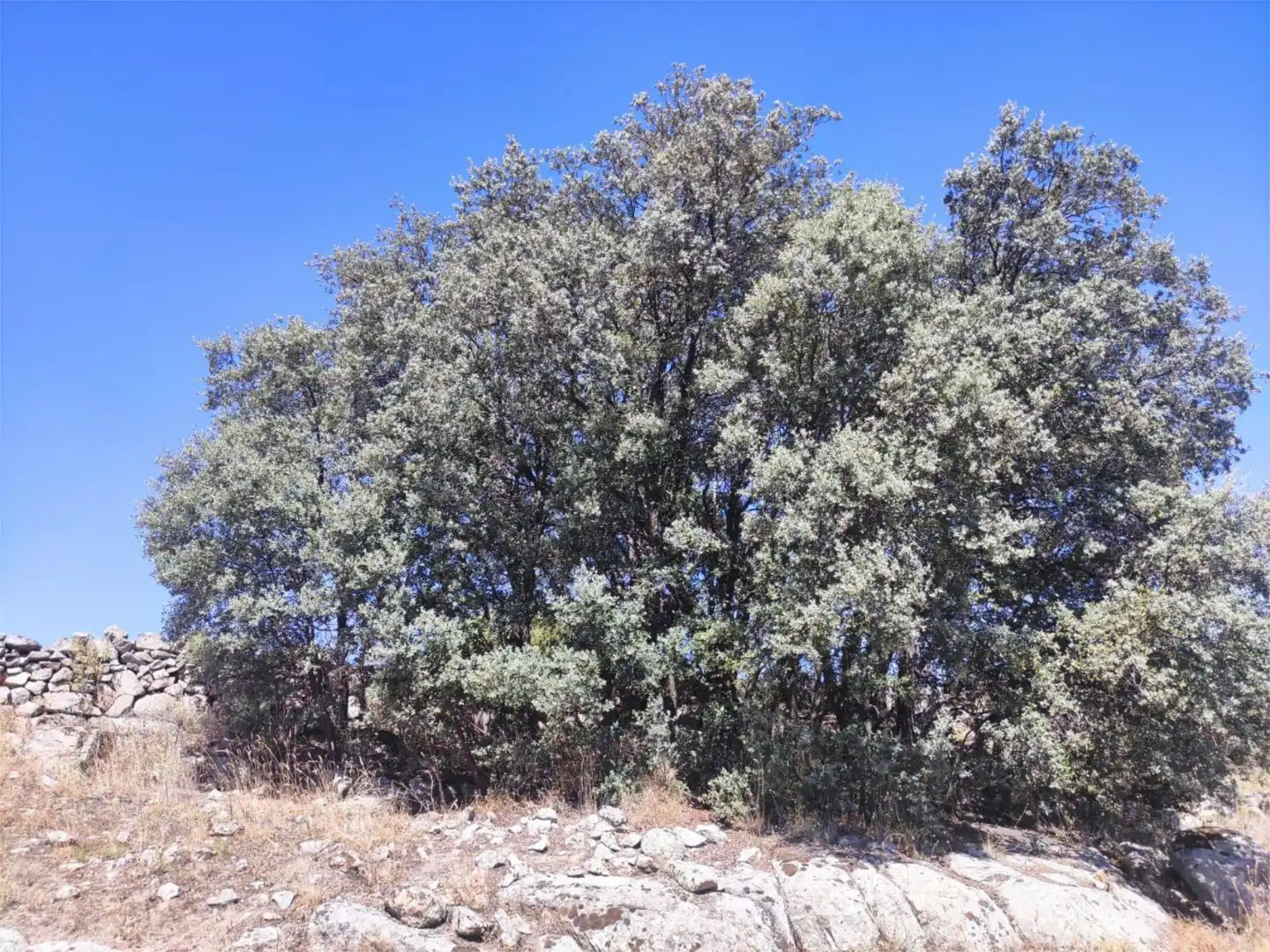 Finca rústica en venda en El Hoyo de Pinares 
