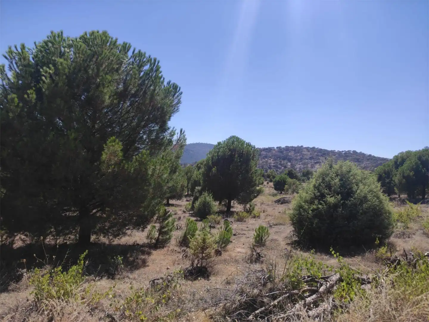 Finca rústica en venda en El Hoyo de Pinares 