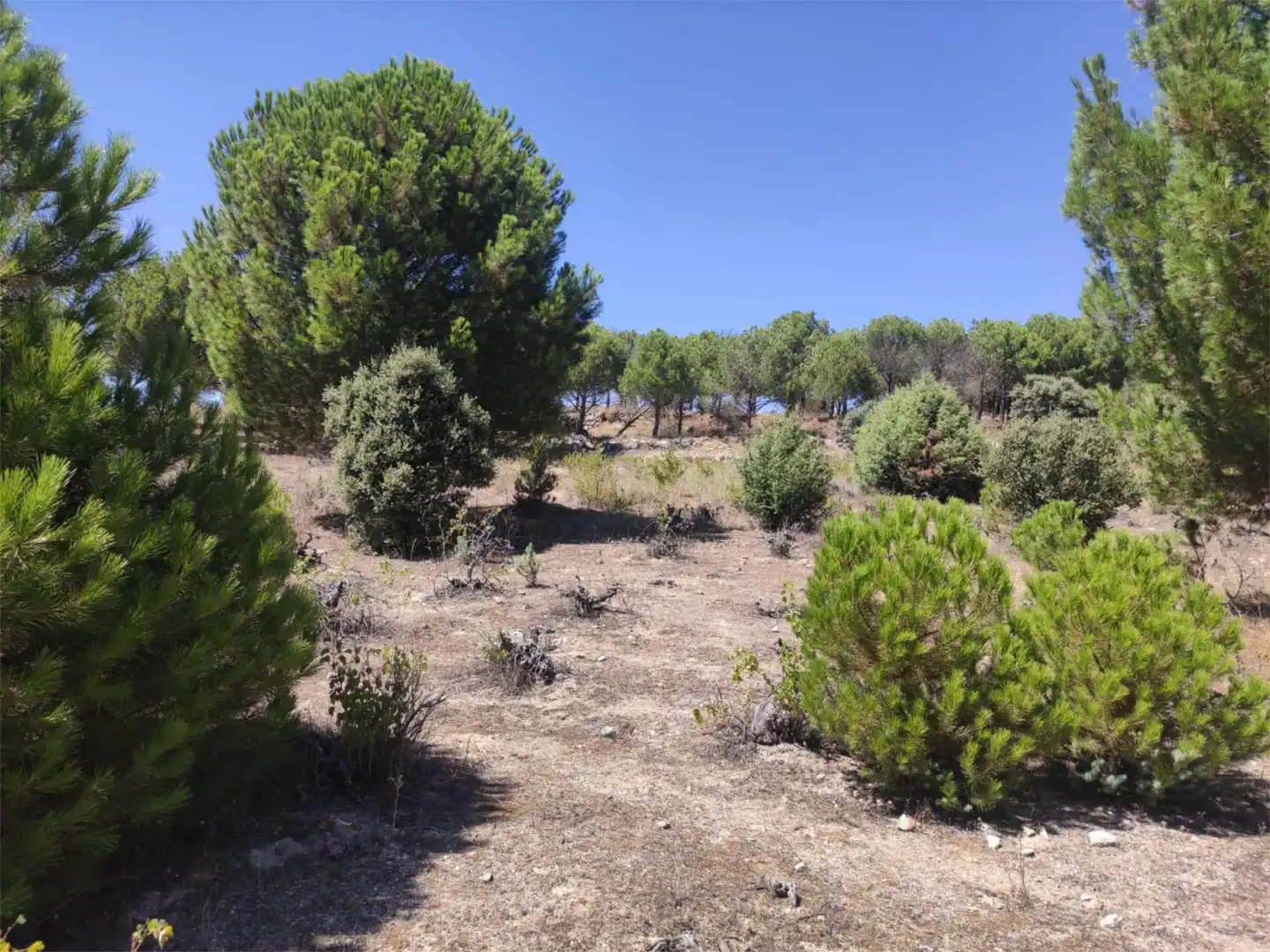 Finca rústica en venda en El Hoyo de Pinares 