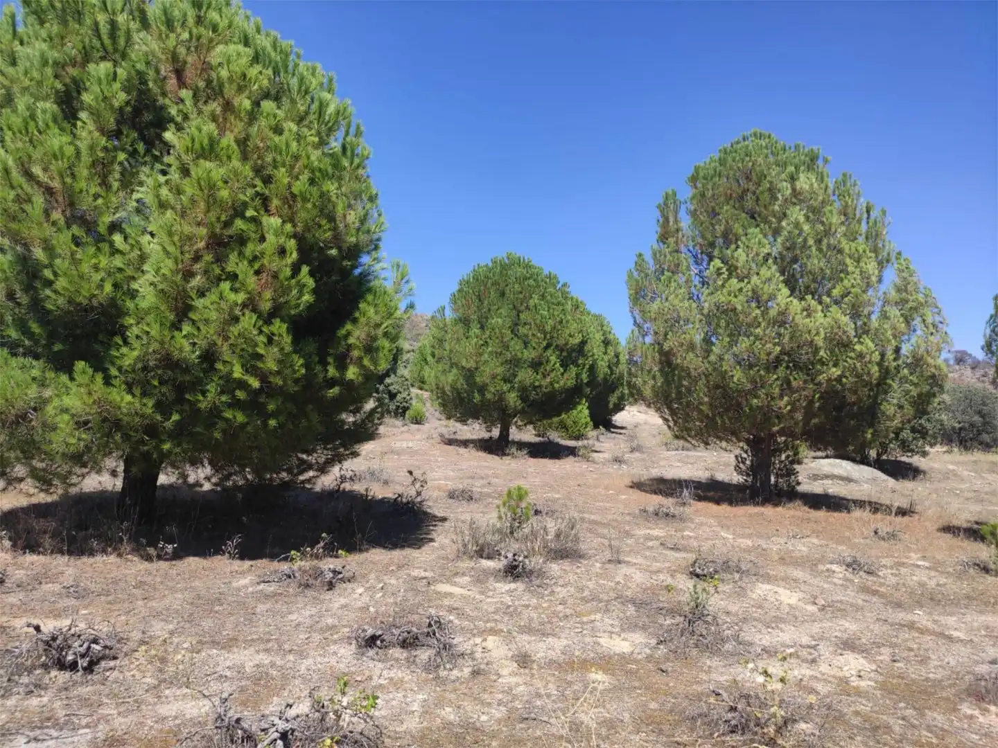 Finca rústica en venda en El Hoyo de Pinares 