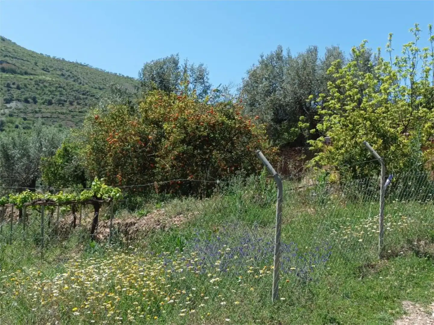 Land for sale in Almegíjar