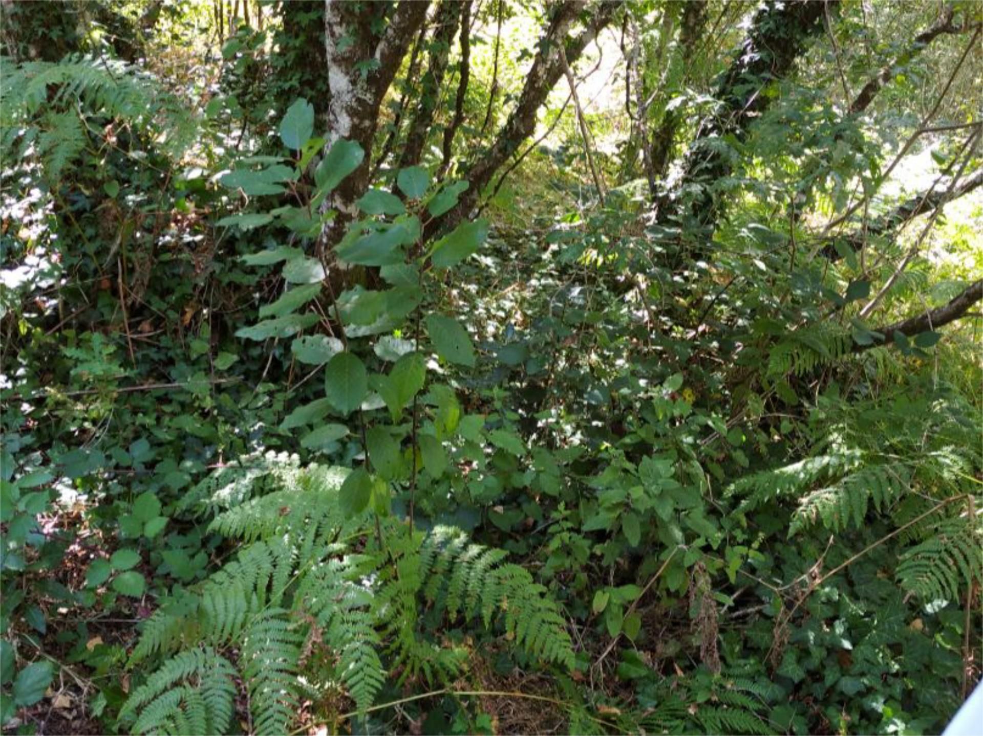 Garden of Non-constructible Land for sale in Melón