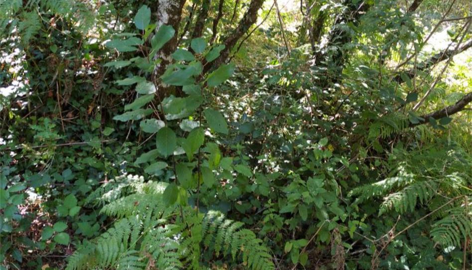 Nicht bebaubares Gelände zum Verkauf in Camiño Das Barxelas, 20, Leiro, Ourense - Bild 1 Foto 1 von Nicht bebaubares Gelände zum Verkauf in Camiño Das Barxelas, 20, Leiro, Ourense