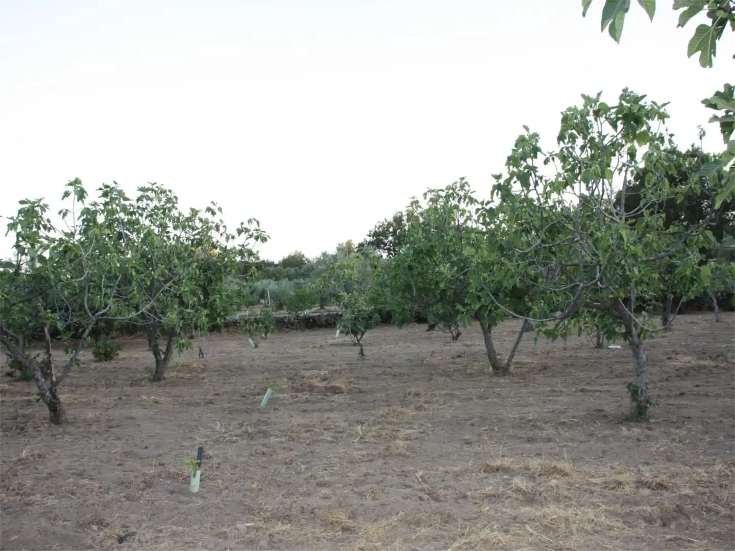 Finca rústica en venta en Losar de la Vera Finca rústica en venta en Losar de la Vera