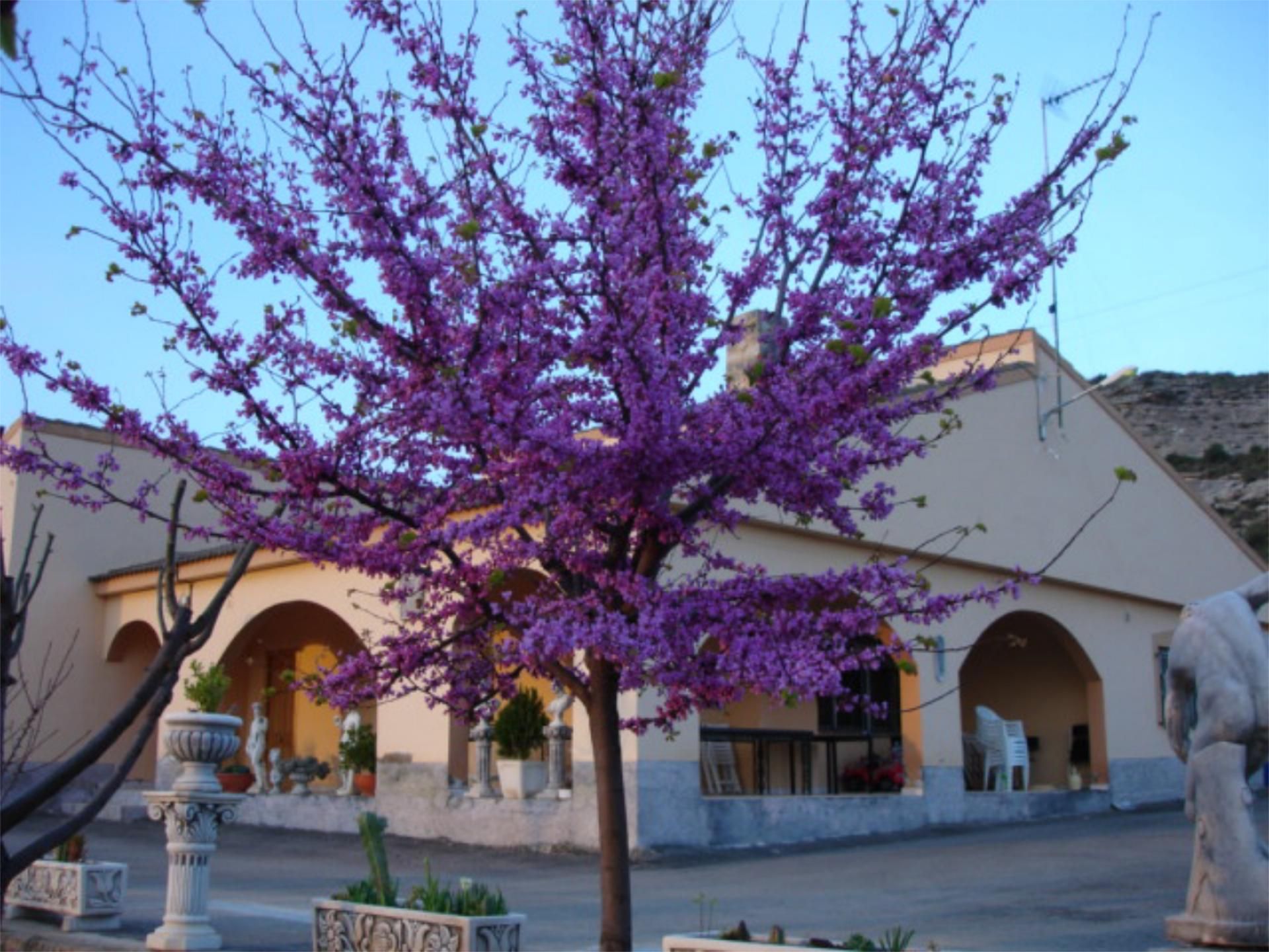 Casa o xalet en venda en Hellín amb Terrassa