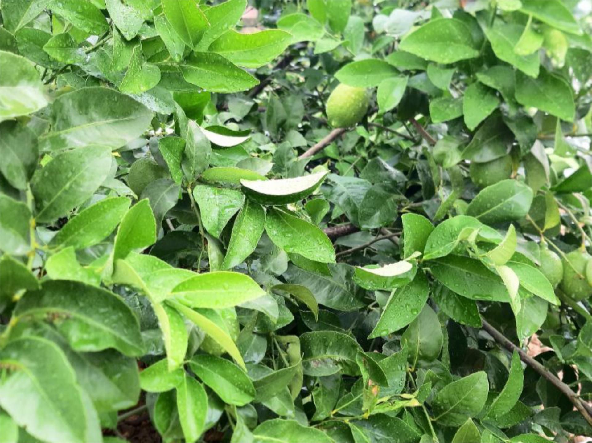 Jardí de No Urbanitzable en venda en Beniel